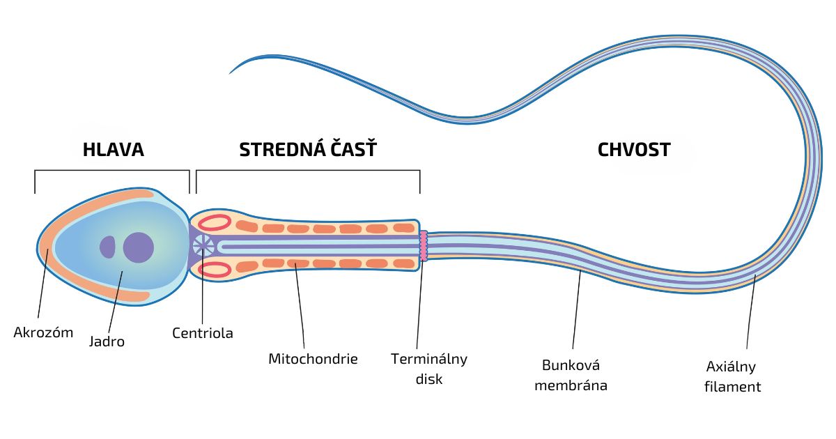 Morfologia spermie4